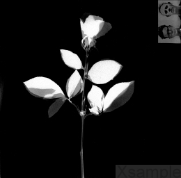 Booklet Innen | Seite  5