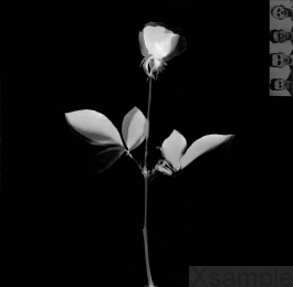 Innersleeve | Vorderseite.